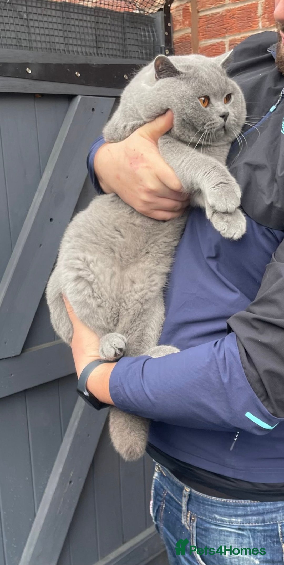 British Shorthair cats for stud: 🏆🔥GCCF BLUE CHAMPION STUD CARRYING CINNAMON 🔥🏆 - Advert 3