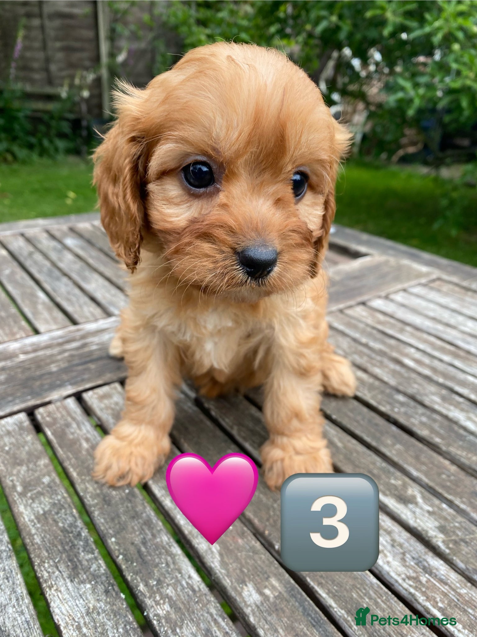 Cavapoo dogs F1 Cavapoo Puppys. - Advert 2