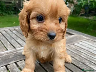 Cavapoo dogs F1 Cavapoo Puppys. - Advert 10