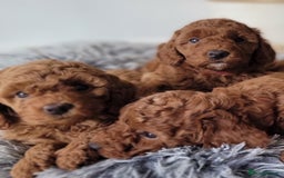 Miniature Poodle dogs for sale: Miniature Red Poodle KC Reg Full Pedigree - Image 4