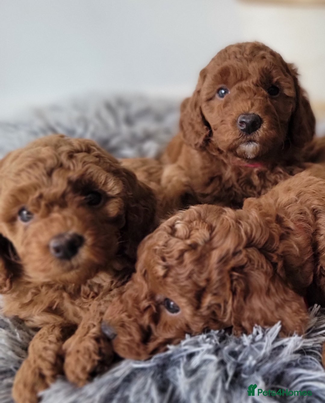 Miniature Poodle dogs for sale: Miniature Red Poodle KC Reg Full Pedigree - Image 4