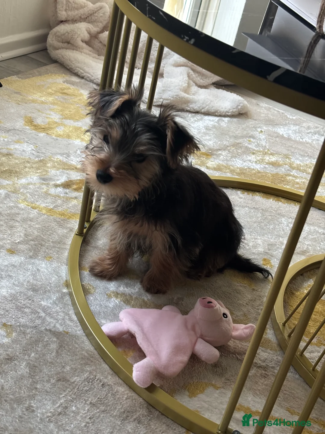 Yorkshire Terrier dogs for sale: Female Yorkshire Terrier  - Advert 3