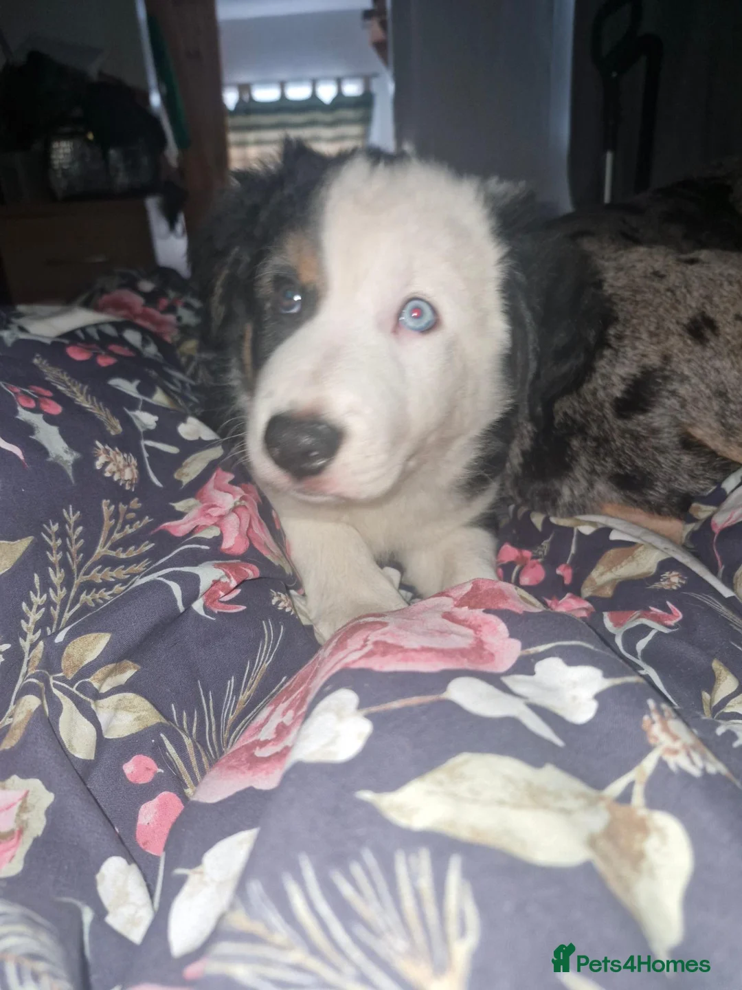 Border Collie dogs for sale: Border collie 12 weeks - Advert 2