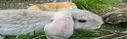 Mini Lop rabbits for sale: Beautiful mini mop babies ready  - Advert 1