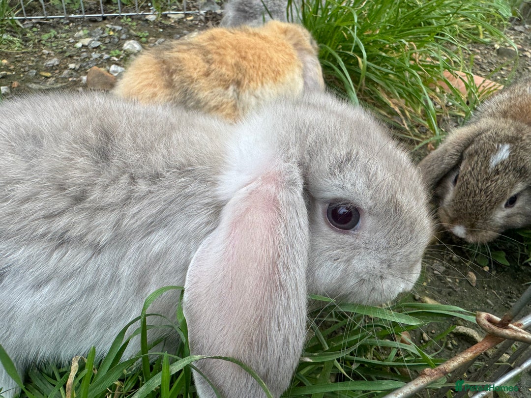 Mini Lop rabbits for sale: Beautiful mini mop babies ready  - Advert 1
