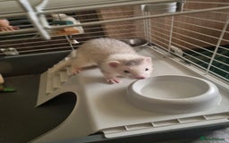 Ferret rodents for sale: Best little ferret ever - Image 4