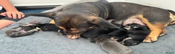 Mixed Breed dogs for sale: Beautiful puppy’s  - Advert 3