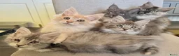 Maine Coon cats for sale: Maine Coon kittens - Advert 3