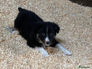 Border Collie dogs Red/Brown Merle Border Collie Pups - Advert 17