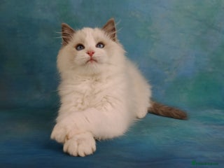 Ragdoll cats ❤️LAST 2 BOYS❤️ CHAMPION KITTENS RAGDOLL - Advert 5