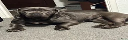 Cane Corso dogs for sale: Urgent Cane Corso female - Advert 3