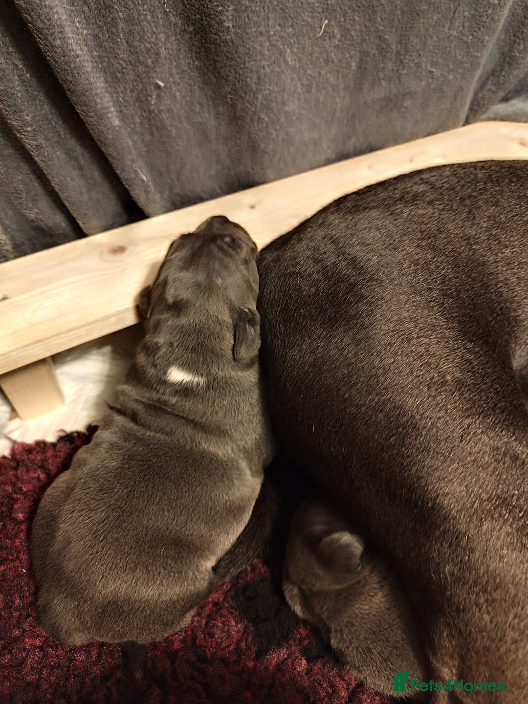 Staffordshire Bull Terrier dogs for sale: Staffordshire bull terrier puppies  - Advert 11