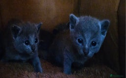 Russian Blue cats for sale: TICA Registered Kittens for Sale – £1200 - Image 6