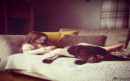 German Shorthaired Pointer dogs for stud: GSP for stud  - Image 4