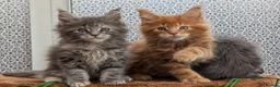 Maine Coon cats for sale: Adorable Maine coon kittens  - Advert 22