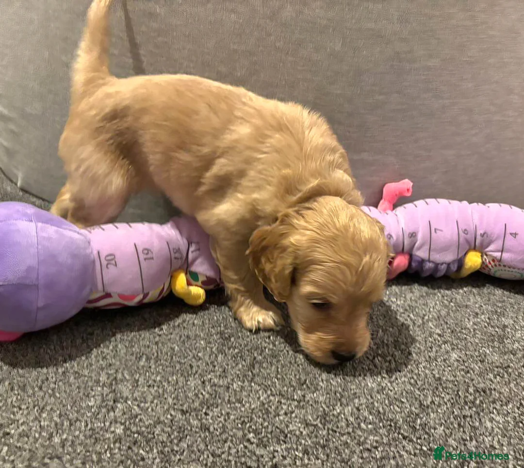 Cockapoo dogs for sale: Cockapoo Puppies - Advert 10