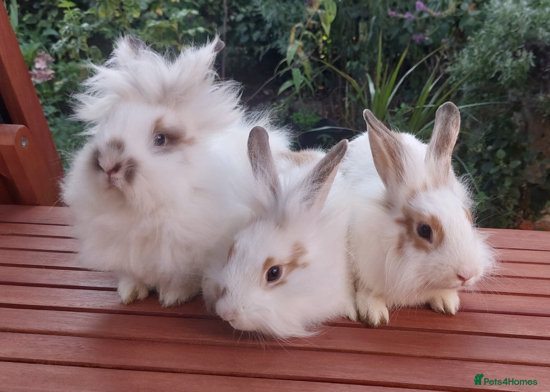 Mixed Breed rabbits for sale: Very pretty soft fluffy bunnies - Image 7