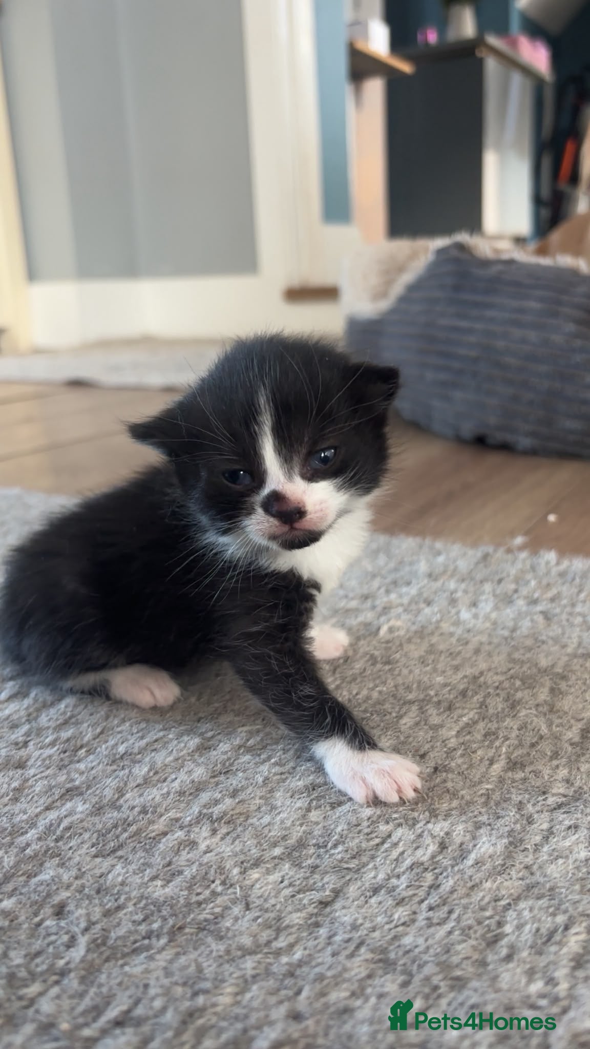 Mixed Breed cats Gorgeous tri coloured kittens - Advert 14