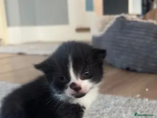 Mixed Breed cats Gorgeous tri coloured kittens - Advert 14