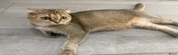 Scottish Fold cats for sale: Adorable Scottish Fold/straight Kittens for Sale - Advert 4