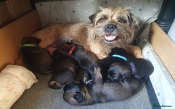 Border Terrier dogs for sale: Outstanding Litter of Border Terriers - Image 8