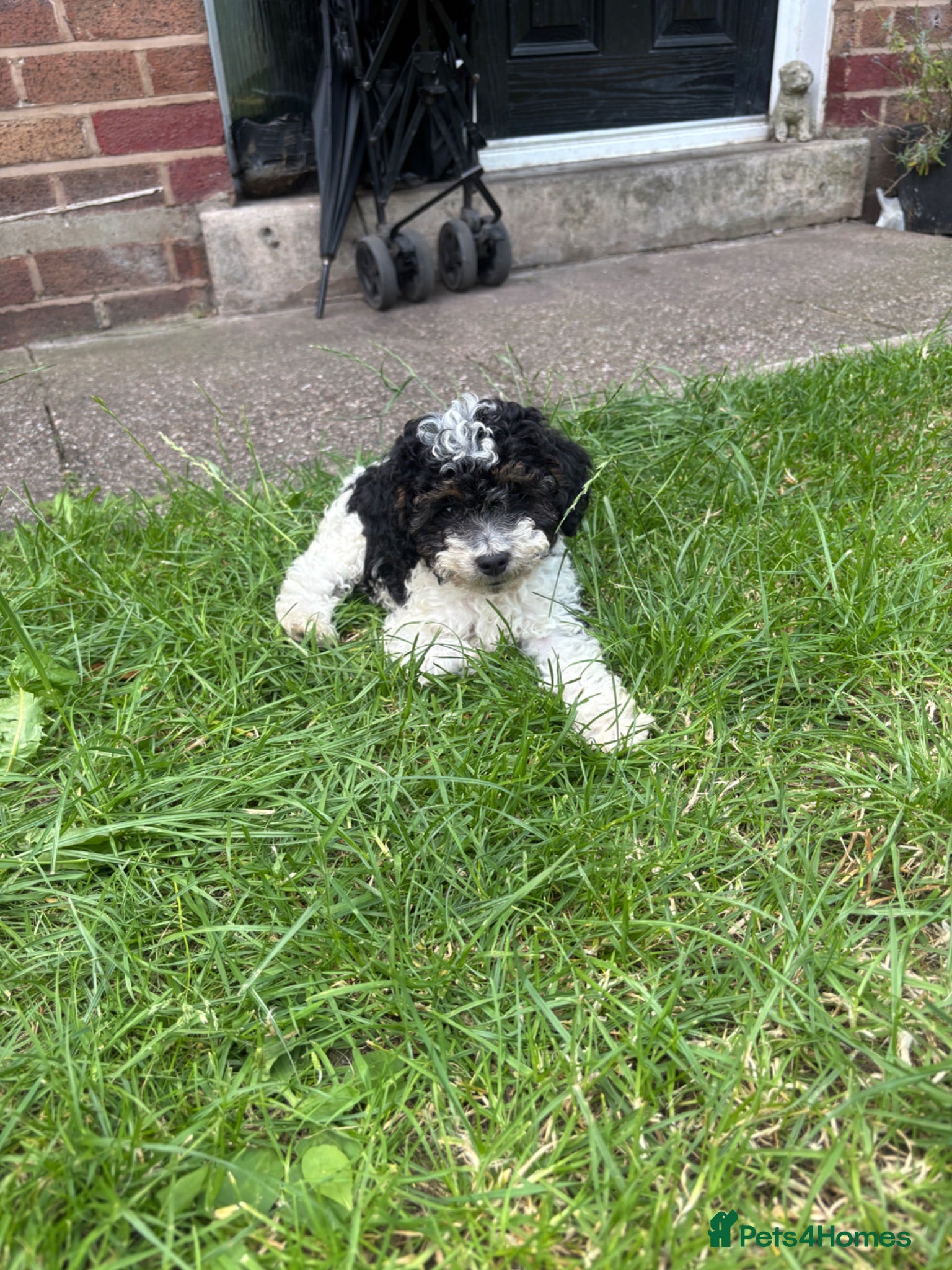 Cavapoo dogs 1 cavapoo girl left 🩷 - Advert 1