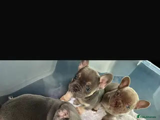 French Bulldog dogs Beautiful healthy French bulldogs - Advert 3