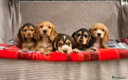 Cocker Spaniel dogs for sale: STUNNING COCKER SPANIEL PUPPIES  - Image 4