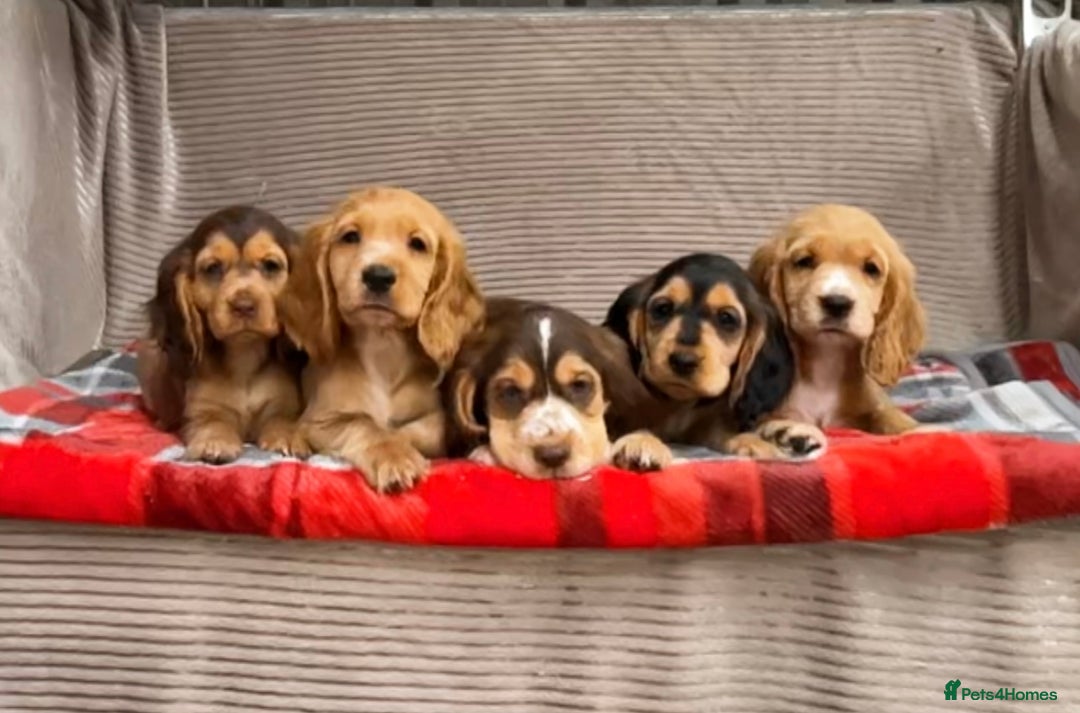 Cocker Spaniel dogs for sale: STUNNING COCKER SPANIEL PUPPIES  - Image 4