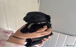 Cocker Spaniel dogs for sale: Working cocker spaniel 1 girls left  - Image 5