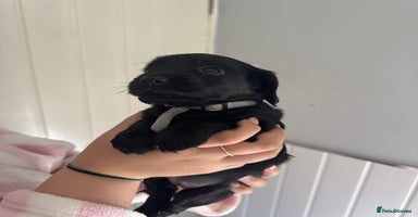 Cocker Spaniel dogs - Advert 1