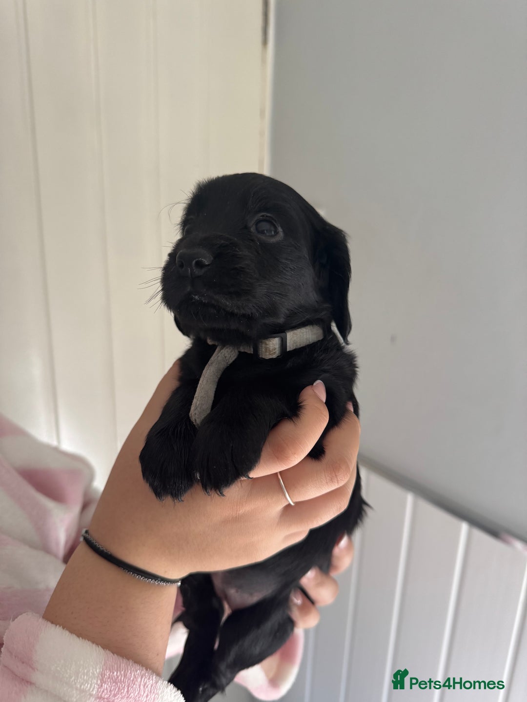 Cocker Spaniel dogs for sale: Working cocker spaniel 1 girls left  - Image 5