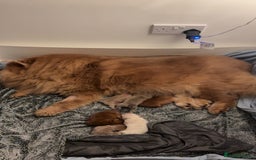Chow Chow dogs for sale: Big chow chow pup NO TIME WASTERS - Image 7