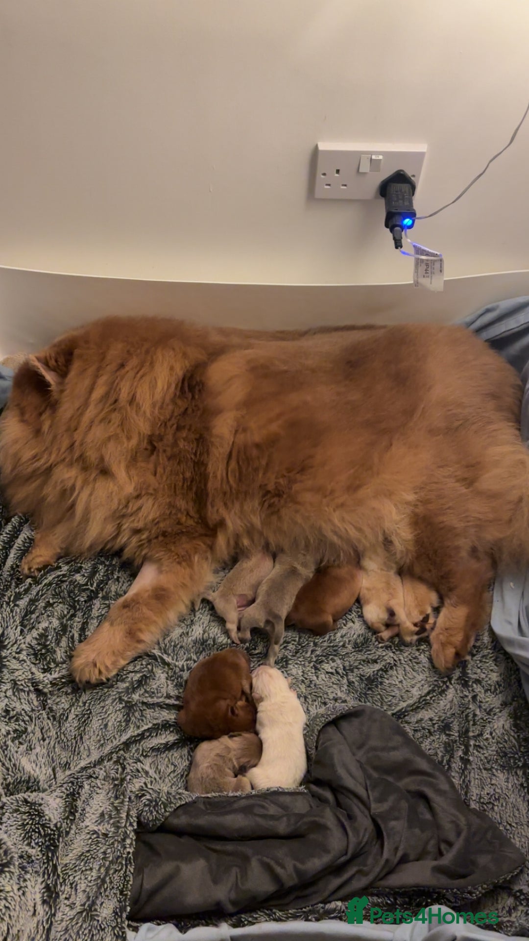 Chow Chow dogs for sale: Big chow chow pup NO TIME WASTERS - Image 7