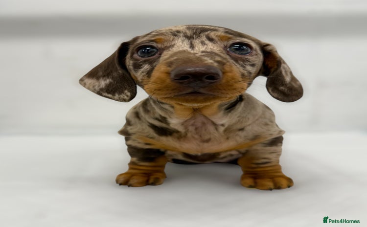 Miniature Dachshund dogs - Advert 1