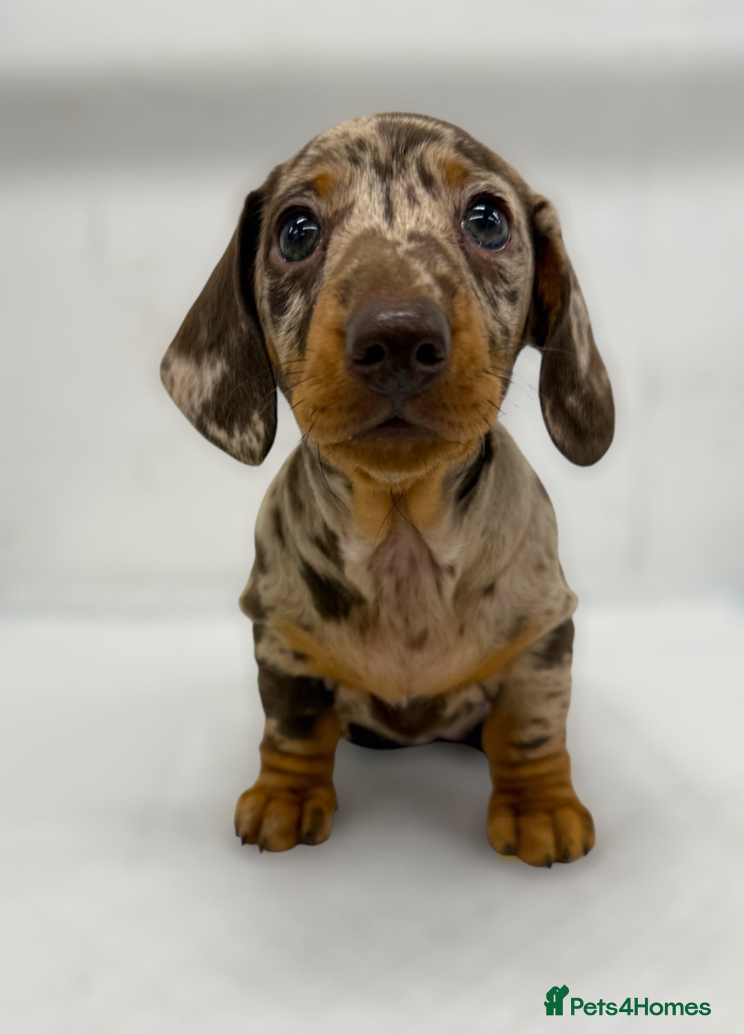 Miniature Dachshund dogs for sale: Ready Now - Smooth Mini Dachshund Girls - Image 1