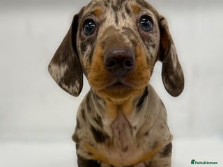 Miniature Dachshund dogs - Advert 16