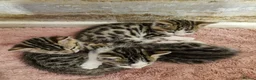 Mixed Breed cats for sale: 3 half bengal kittens - Advert 10