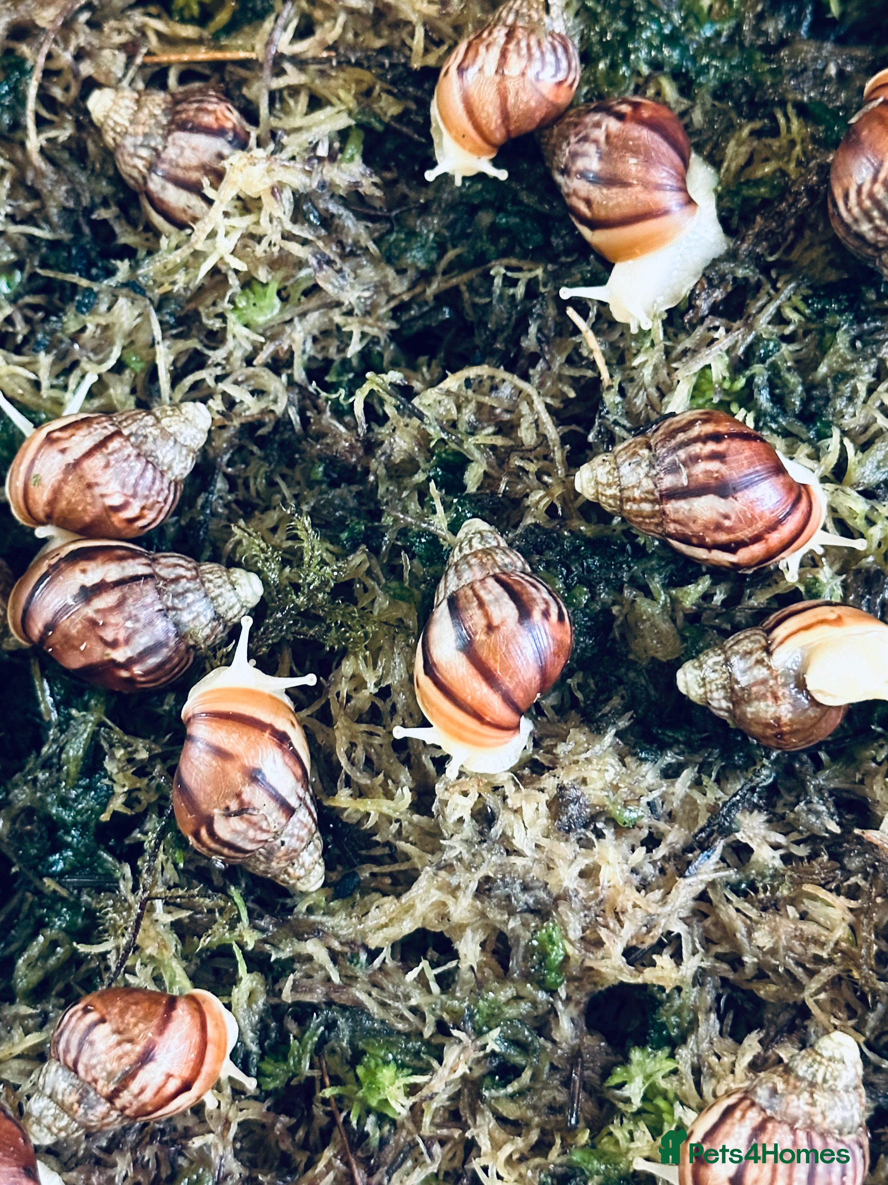 Snails invertebrates Albino Giant African Land Snails  - Advert 17