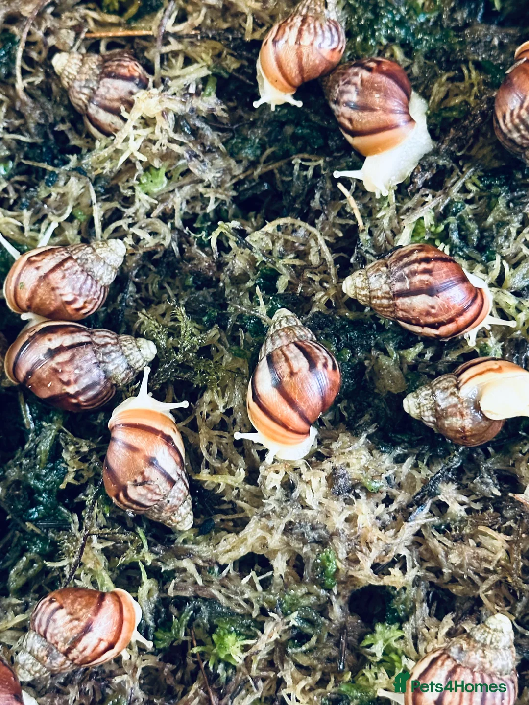 Snails invertebrates for sale: Albino Giant African Land Snails  - Advert 1