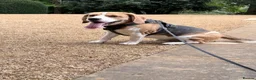 Beagle dogs for sale: KC Beagle  - Advert 10
