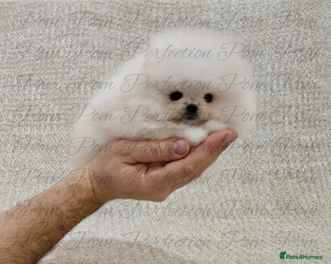 Pomeranian dogs for sale: Magical Teddy Bear Pomeranian  - Advert 1