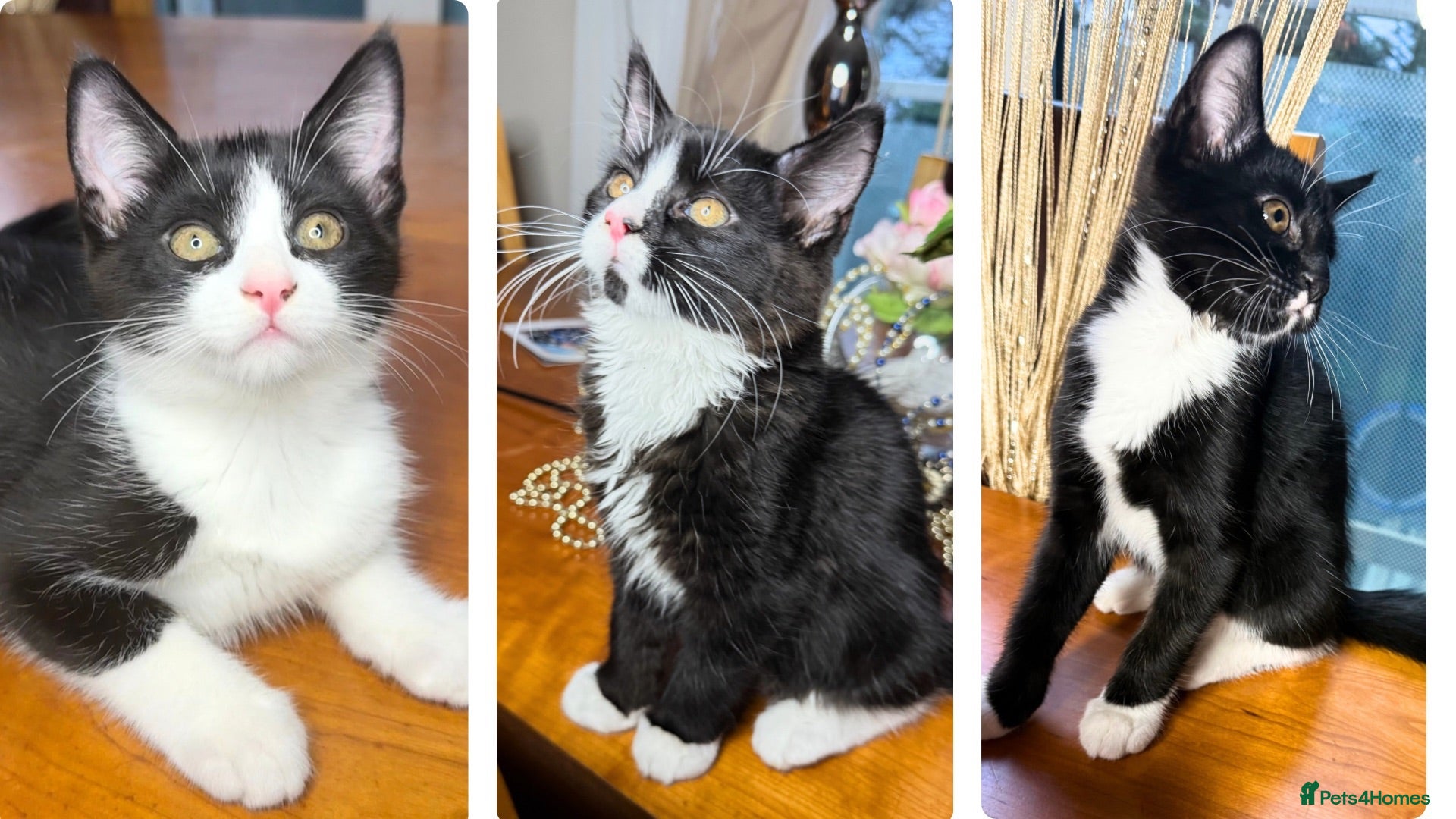 Mixed Breed cats Maine Coon Mixed Kittens Tabby Tuxedo Richmond - Advert 14