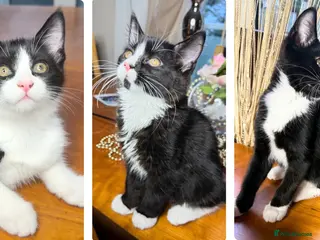 Mixed Breed cats Maine Coon Mixed Kittens Tabby Tuxedo Richmond - Advert 14