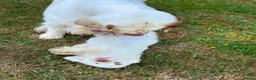 Clumber Spaniel dogs for sale: Quality Clumber Spaniel Puppies  in Malvern - Advert 4
