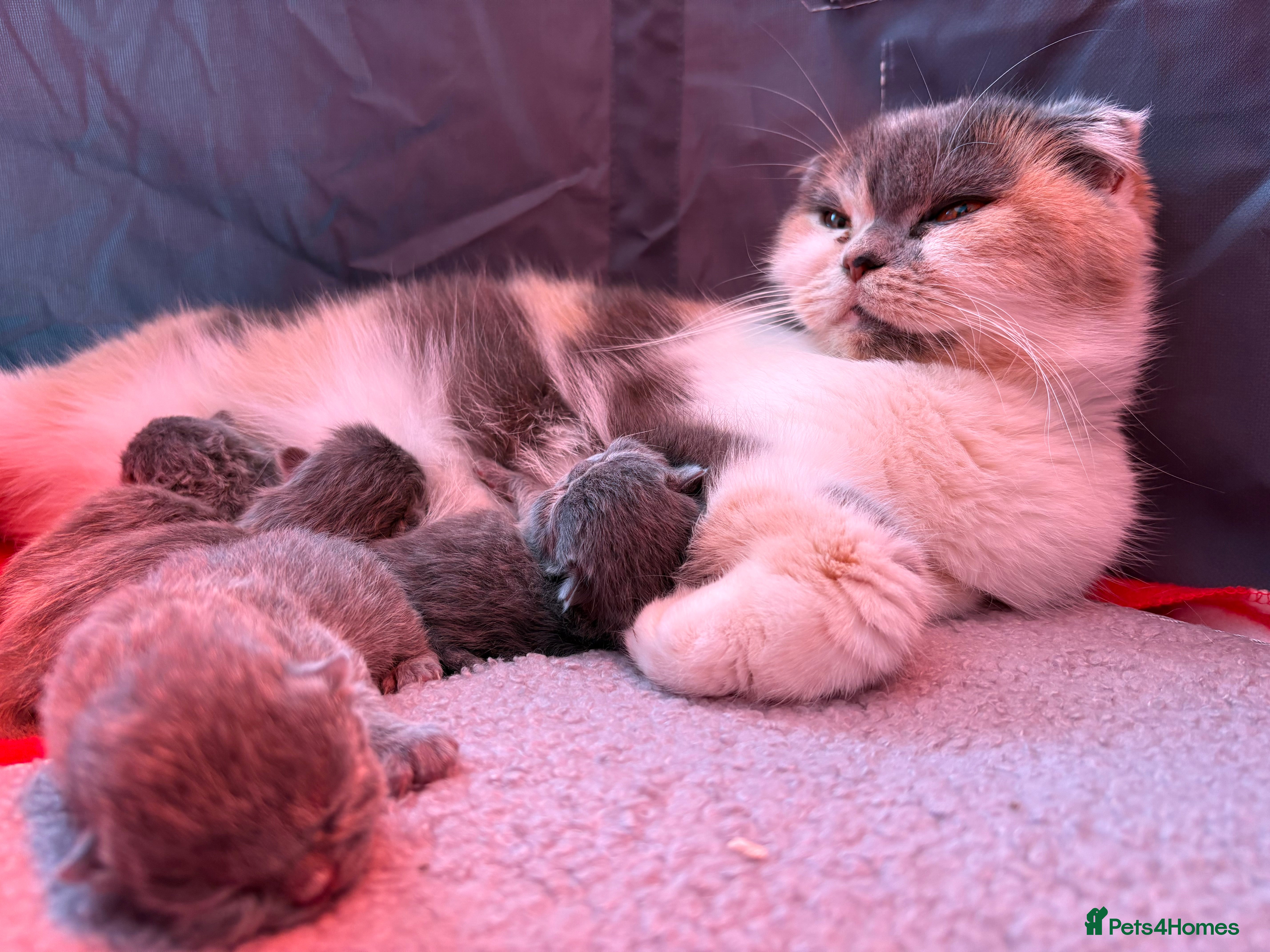 British Shorthair cats Beautiful British short hair/Scottish fold kitties - Advert 2