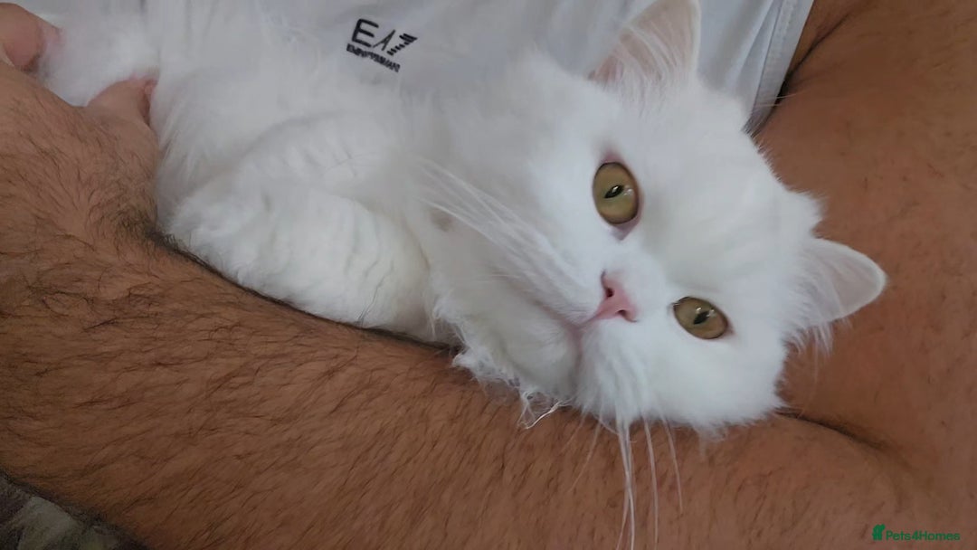 British Longhair cats for sale: British long hair pure white beautiful soul - Image 9