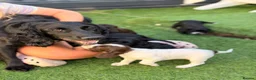 Cocker Spaniel dogs for sale: 2 BEAUTIFUL WORKING COCKER SPANIEL GIRLS.  - Advert 2
