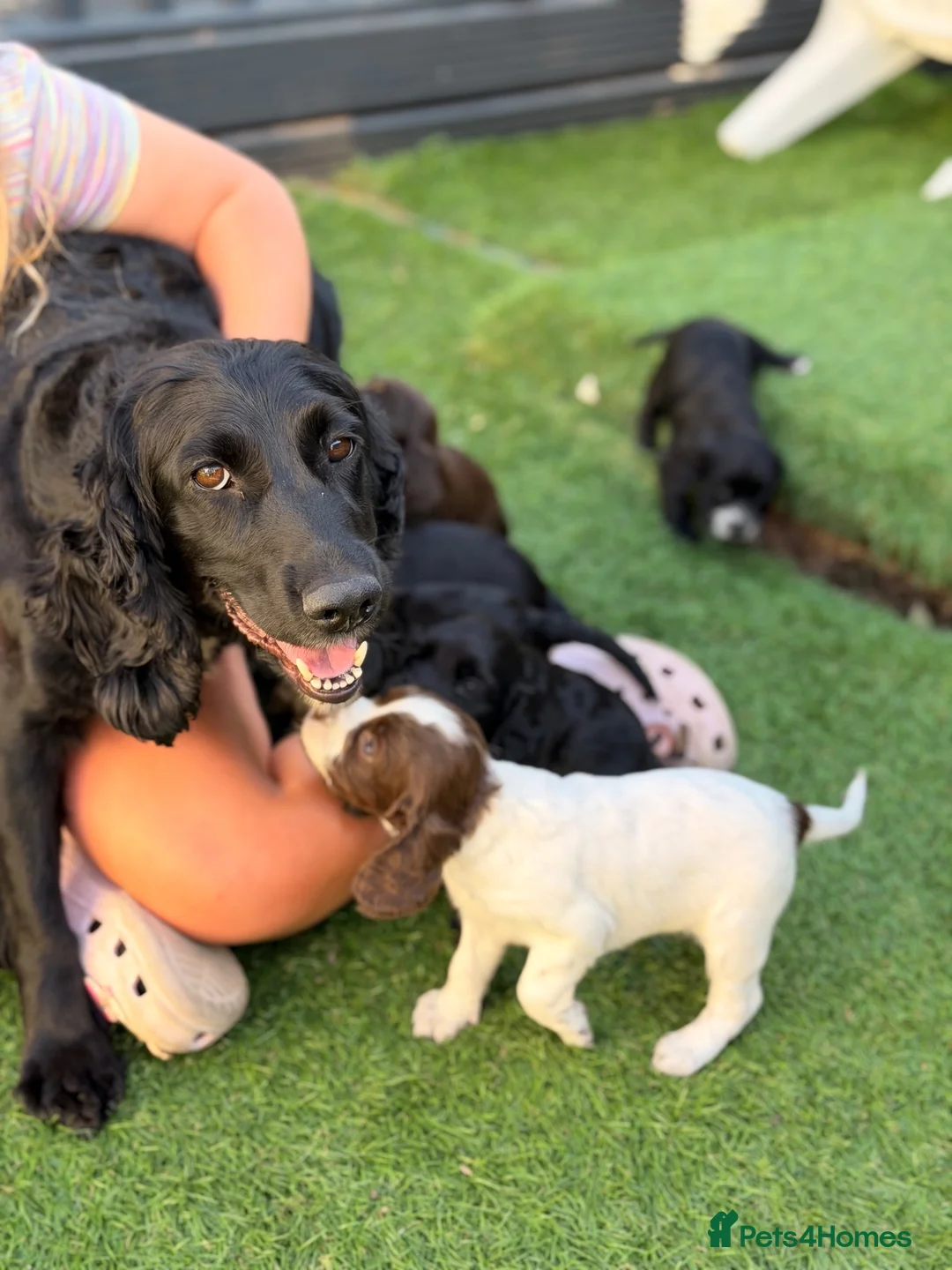 Cocker Spaniel dogs for sale: 2 BEAUTIFUL WORKING COCKER SPANIEL GIRLS.  - Advert 2