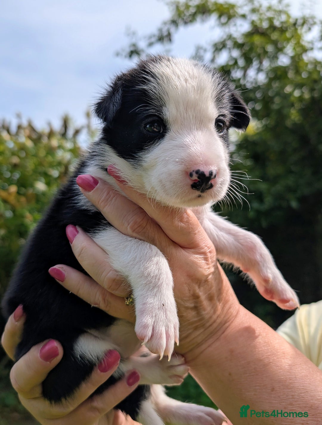 Border Collie dogs for sale: Border Collie Pups - house reared - Image 5